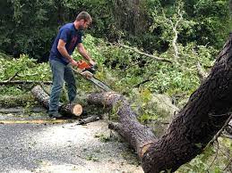 Why Choose Our Tree Removal Services in North Palm Beach, FL?